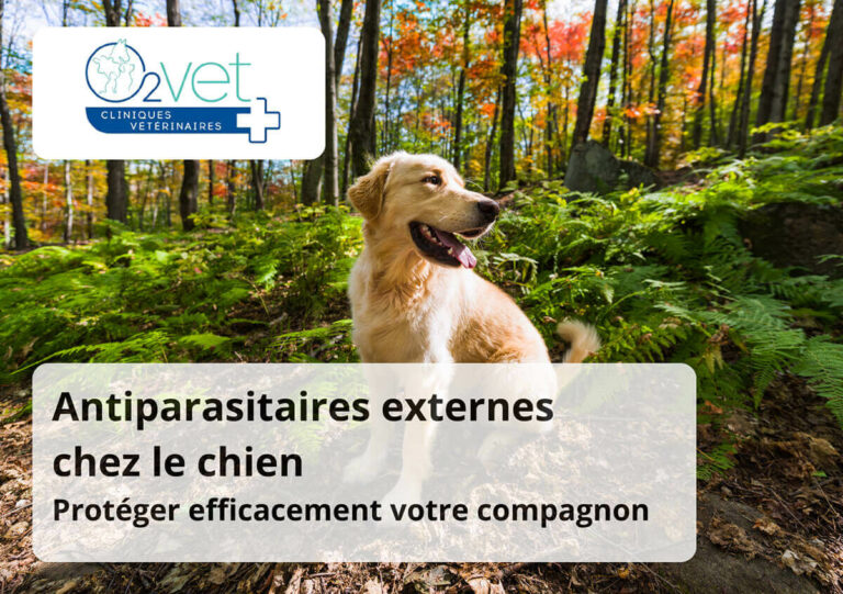 antiparasitaires-externes-protection-chien-conseils-clinique-veterinaire-o2vet-valdahon