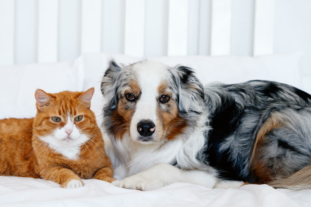 Clinique Vétérinaire du Val située à Valdahon en France.